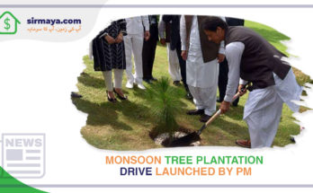 Monsoon Tree Plantation