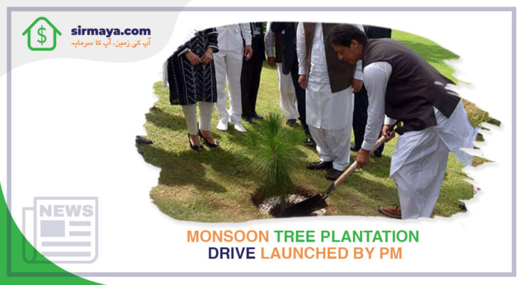 Monsoon Tree Plantation