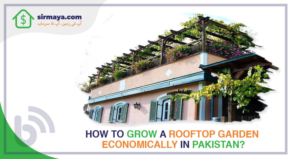 How to Grow a Rooftop Garden Economically in Pakistan?