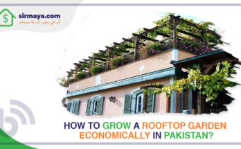 rooftop garden in pakistan
