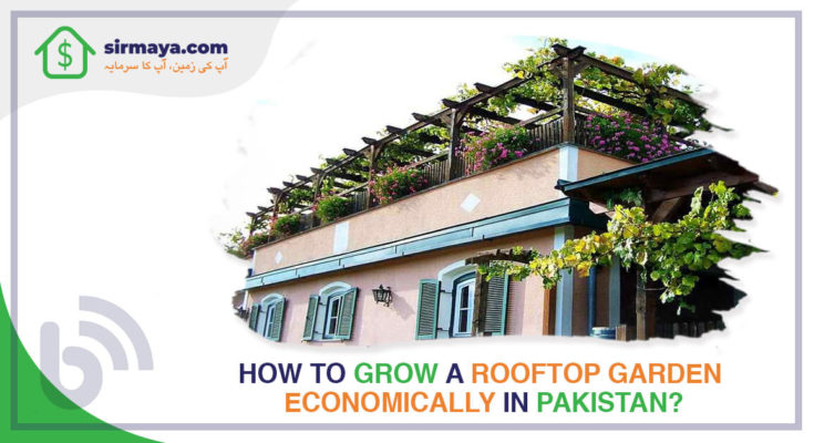 rooftop garden in pakistan